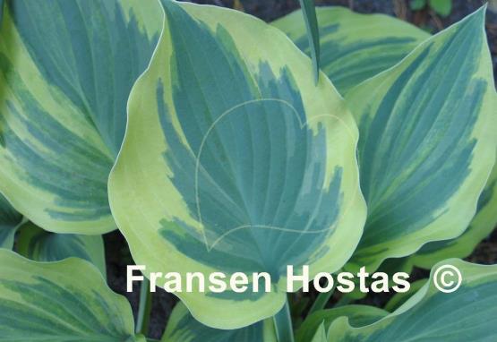 Hosta Endearing Endeavor